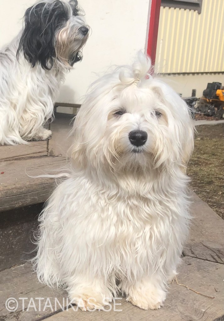 Kela sitter i solljuset på trappan och tittar in i kameran. I bakgrunden syns Kelas mamma Tanka.