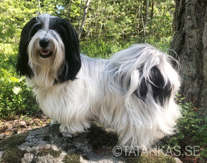 Aquavit Mamma Mia Bichon Havanais