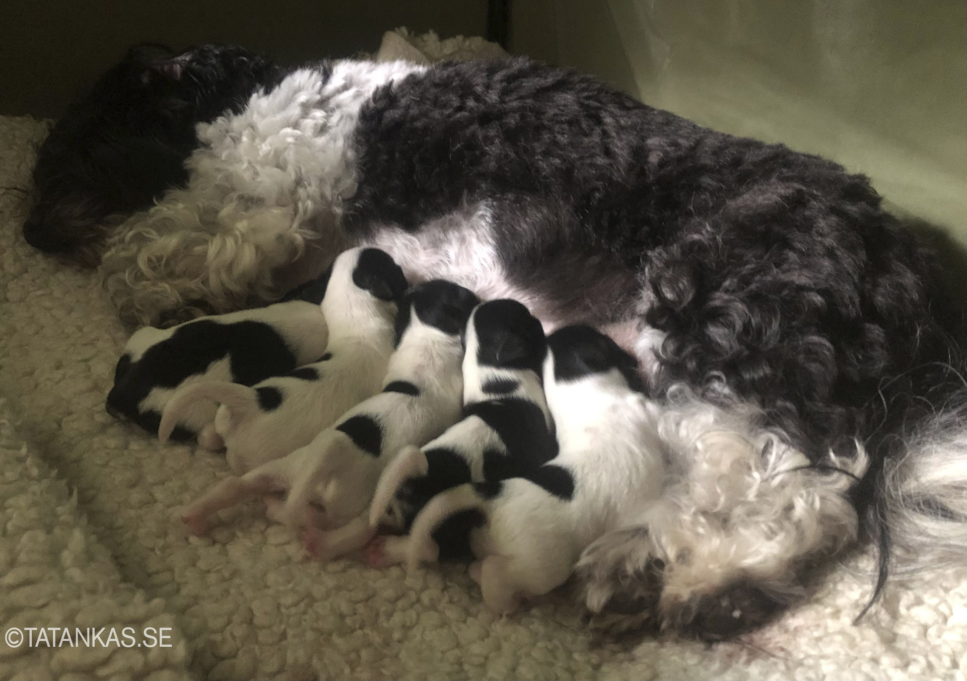 Very young Bichon Havanais puppies feeding