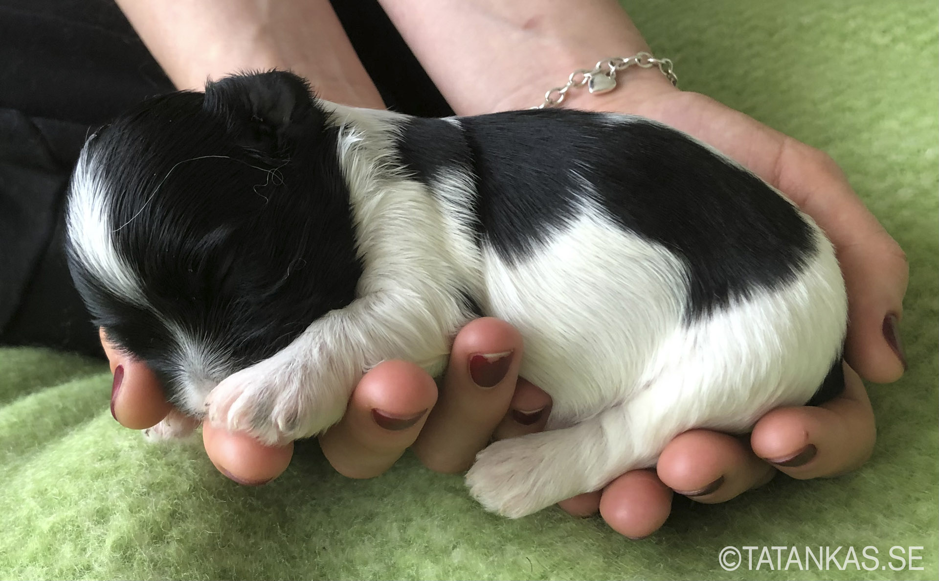 Bichon Havanais puppy