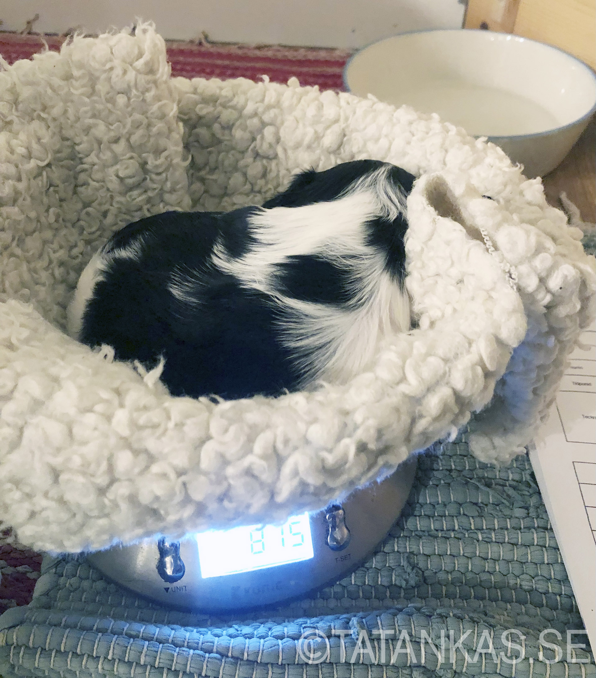 Bichon Havanais puppy being weighed