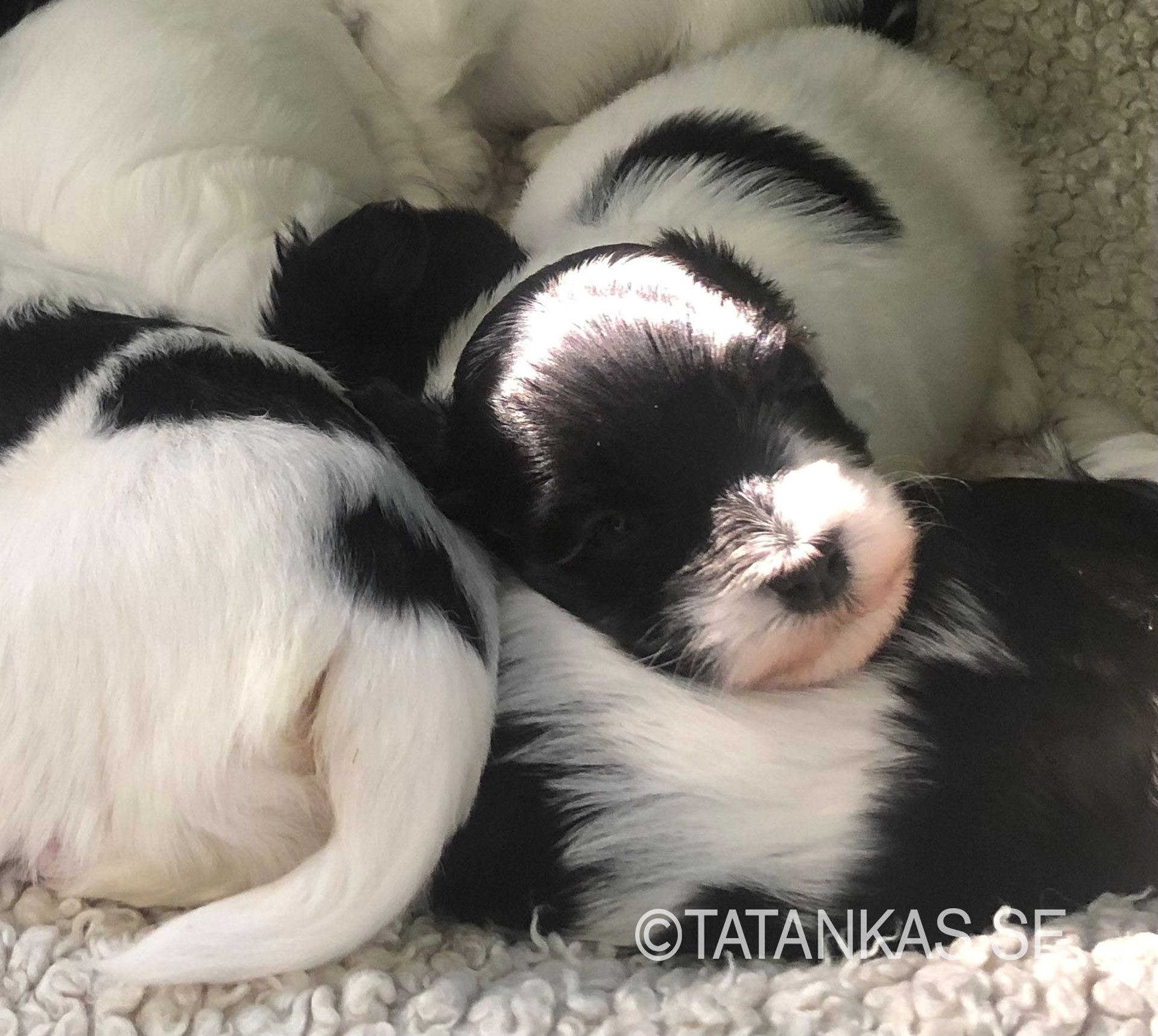 Bichon Havanais puppies resting in a ray of sunshine