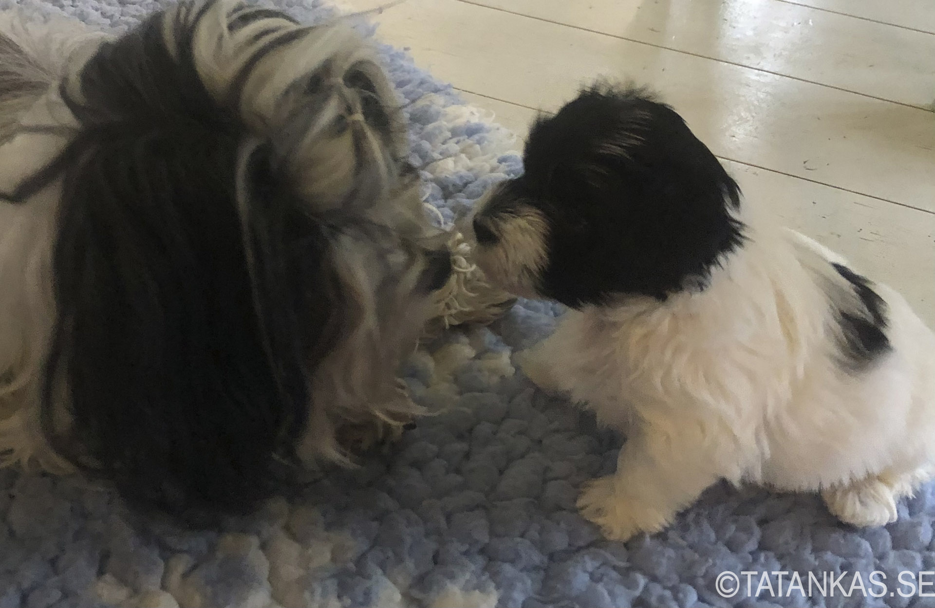 Bichon Havanais puppy saying hi to grandmother