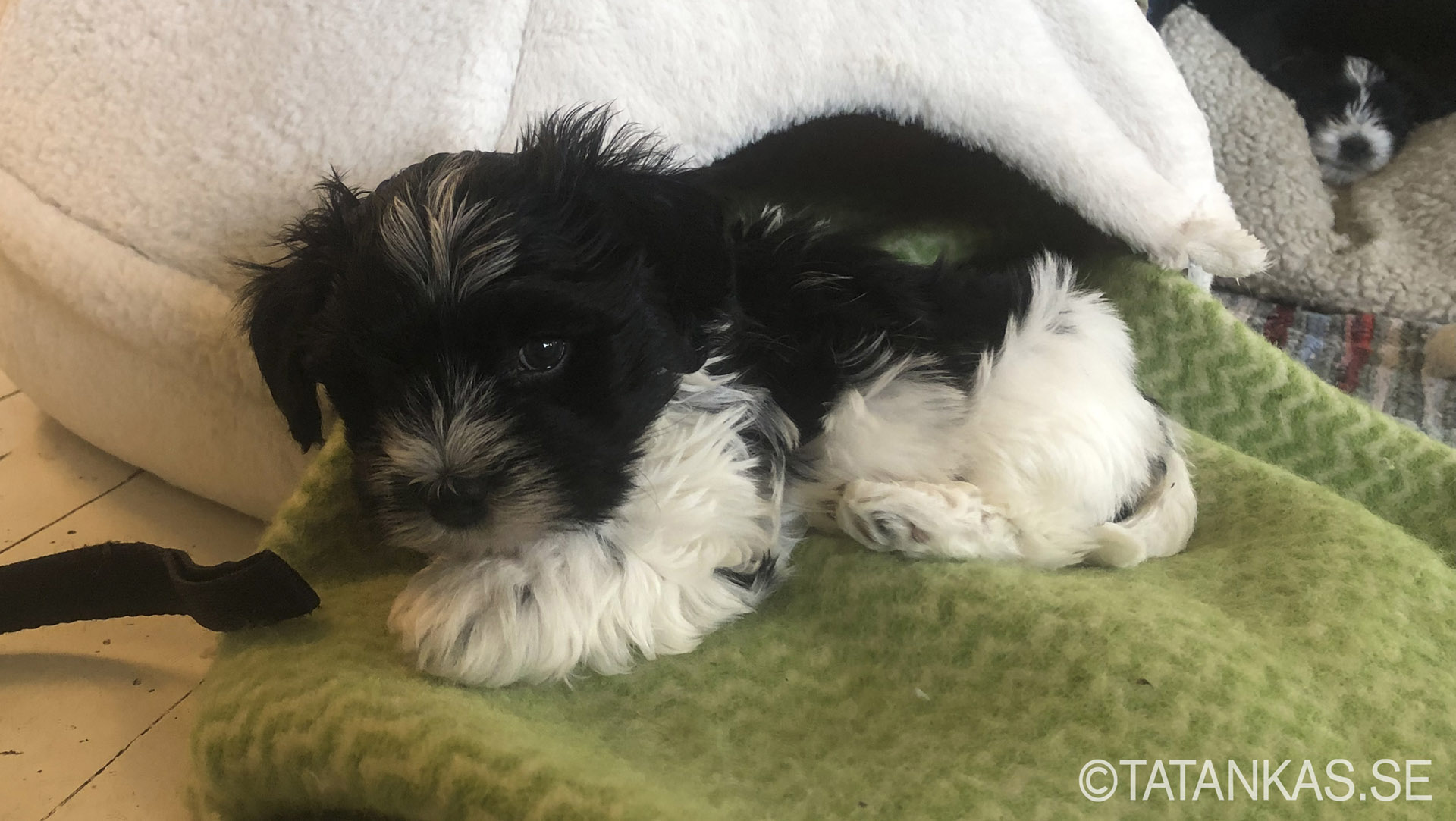 Bichon Havanais puppy 8 weeks