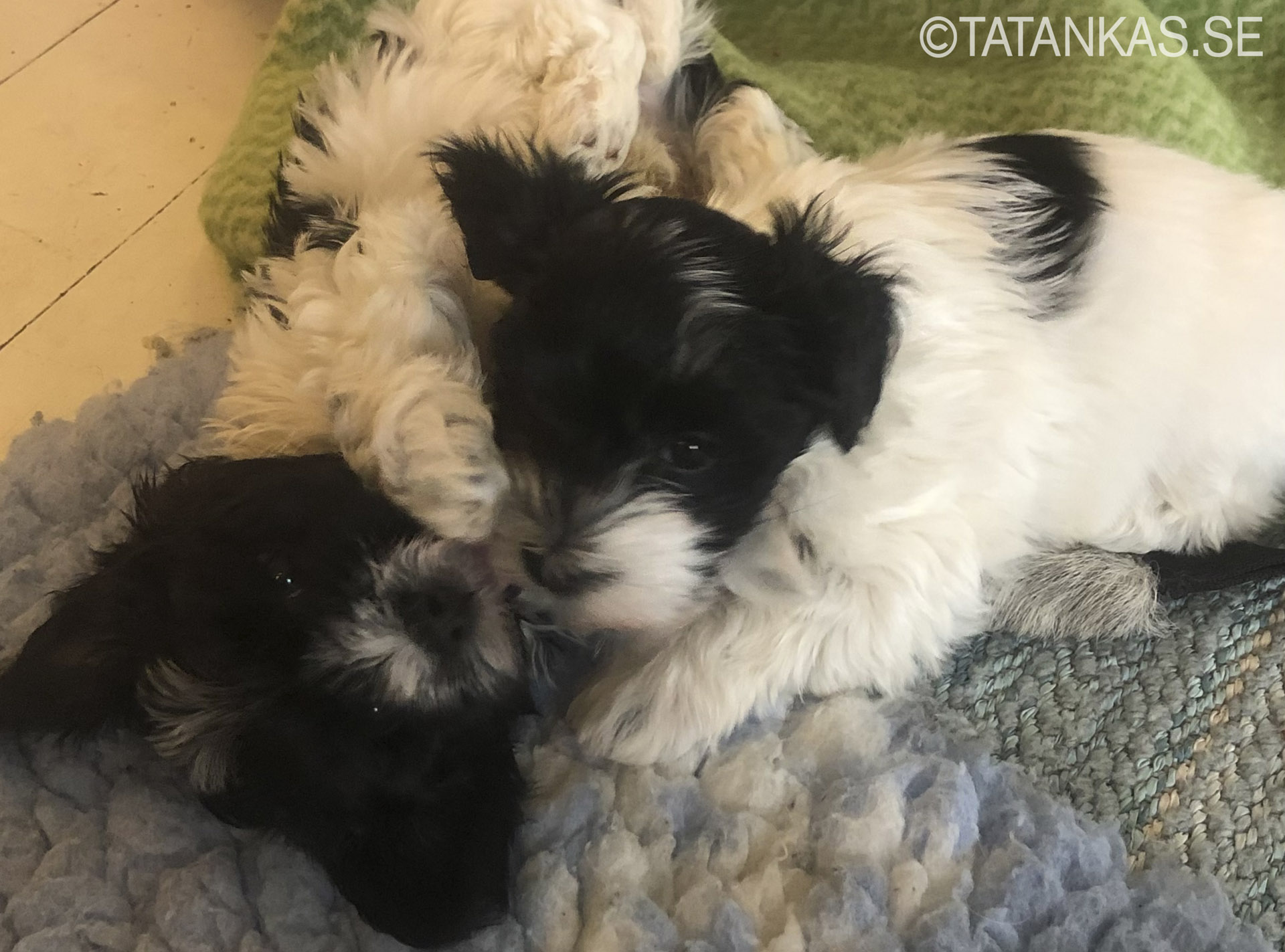 Bichon Havanais puppies 8 weeks