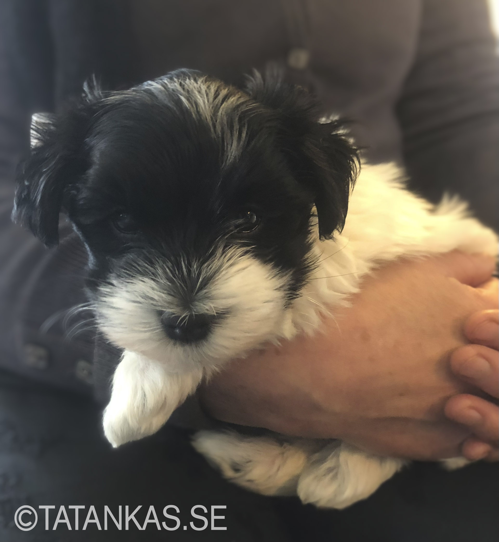 Bichon Havanais puppy 8 weeks