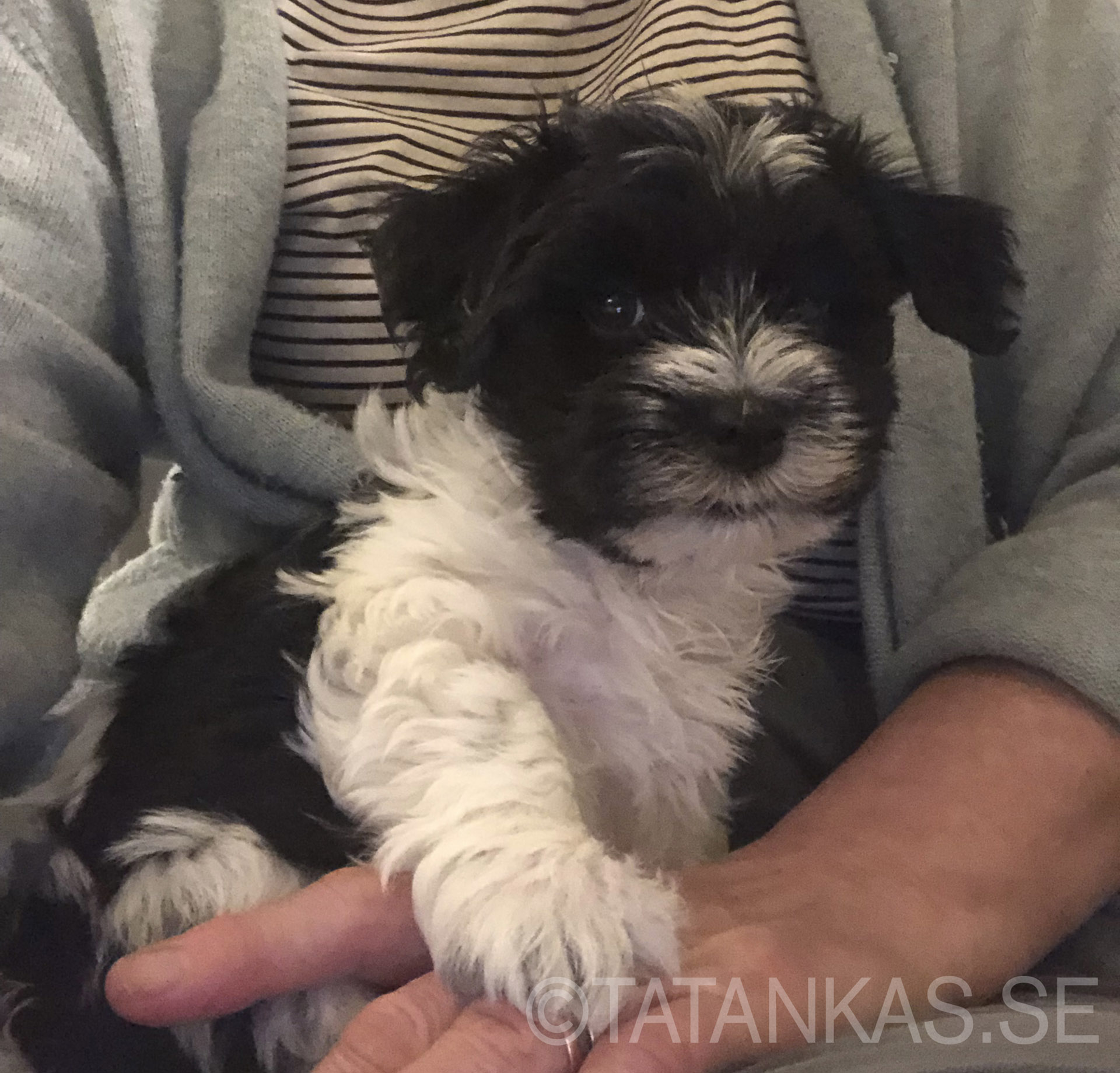 Bichon Havanais puppy 9 weeks