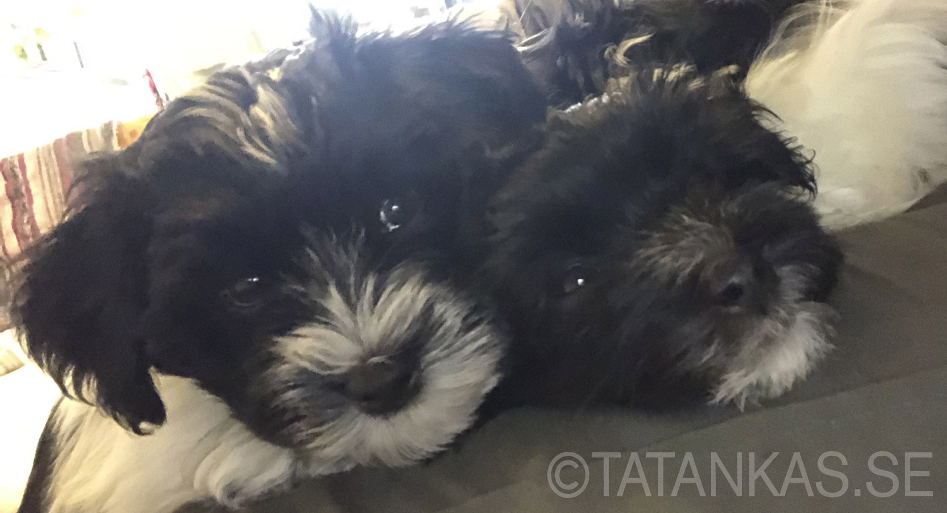 Bichon Havanais puppies 9 weeks