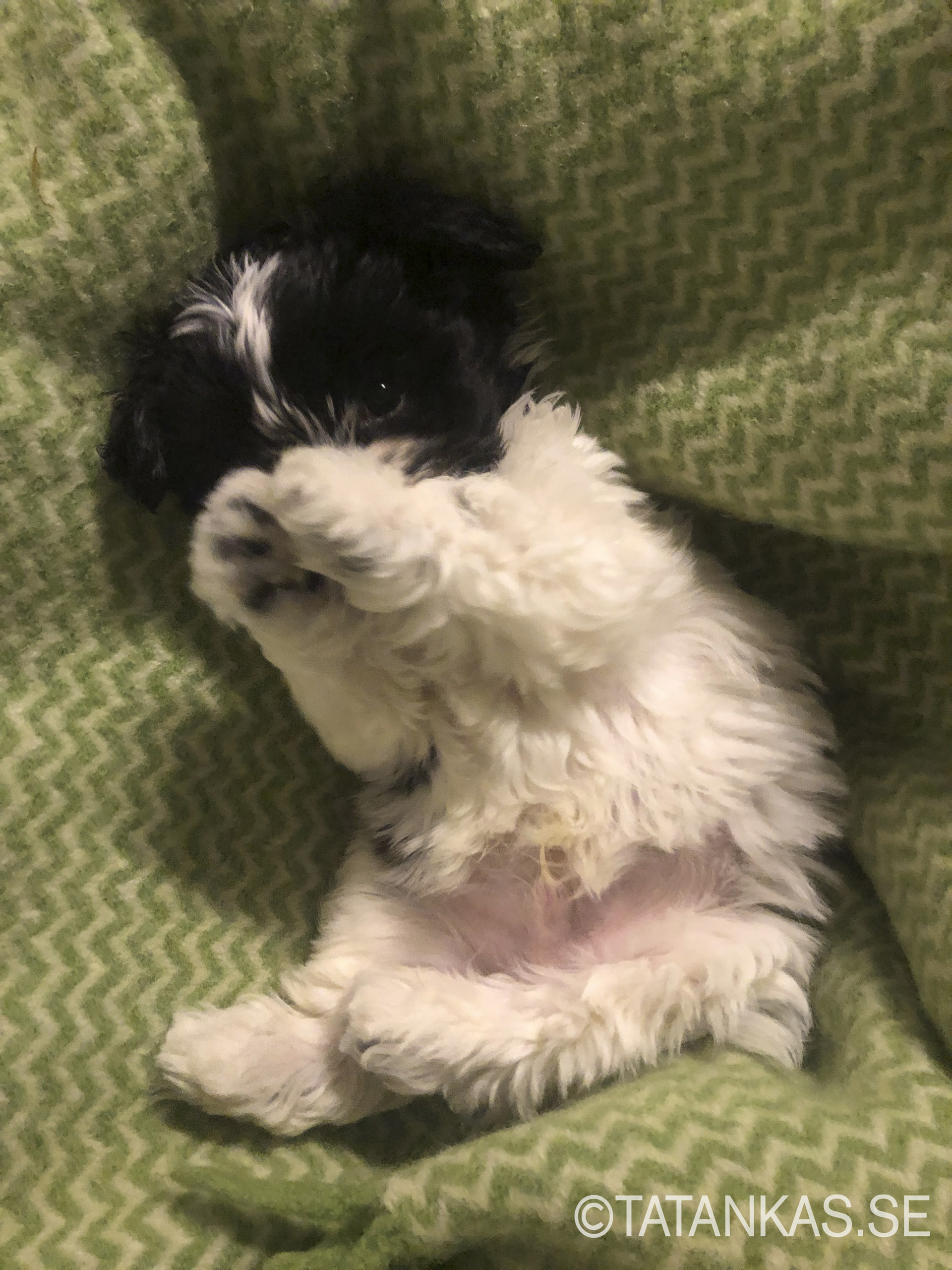 Bichon Havanais puppy a bit shy