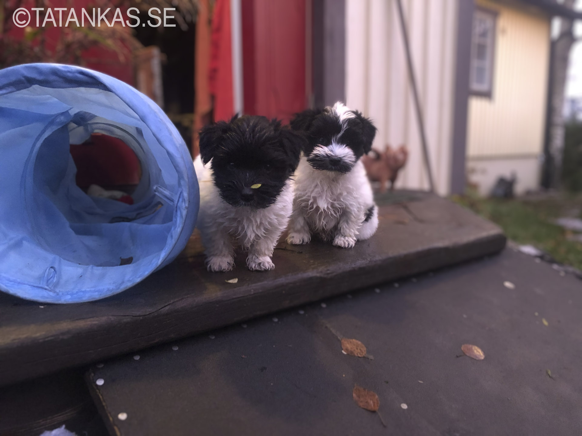 Bichon Havanais puppies 9 weeks