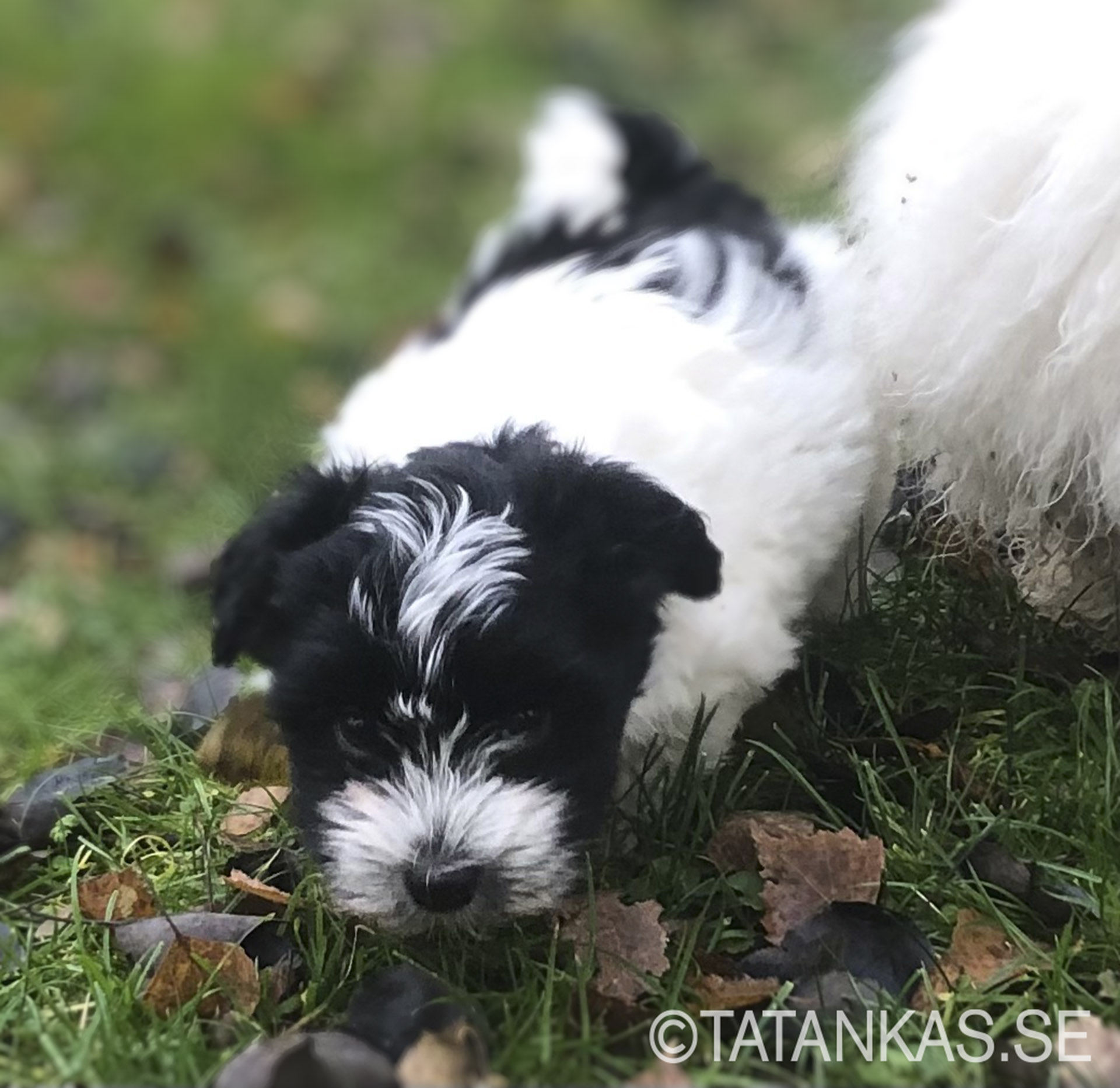 Bichon Havanais puppy sneaking in the grass