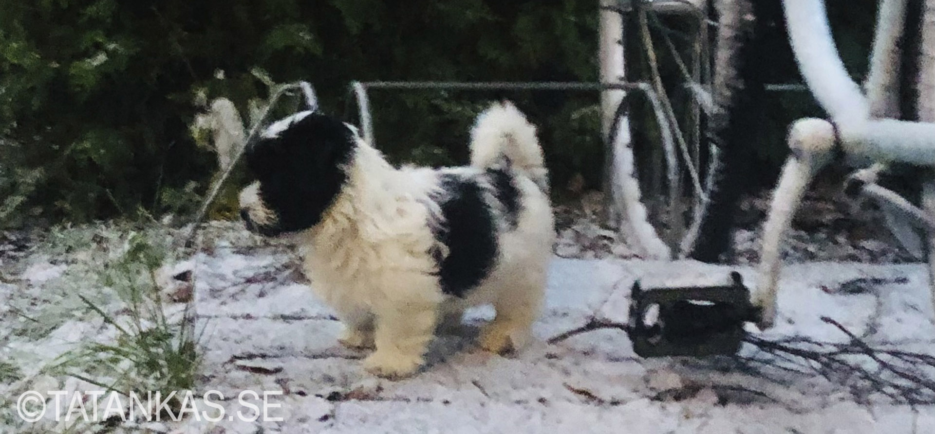 Bichon Havanais puppy discovering snow