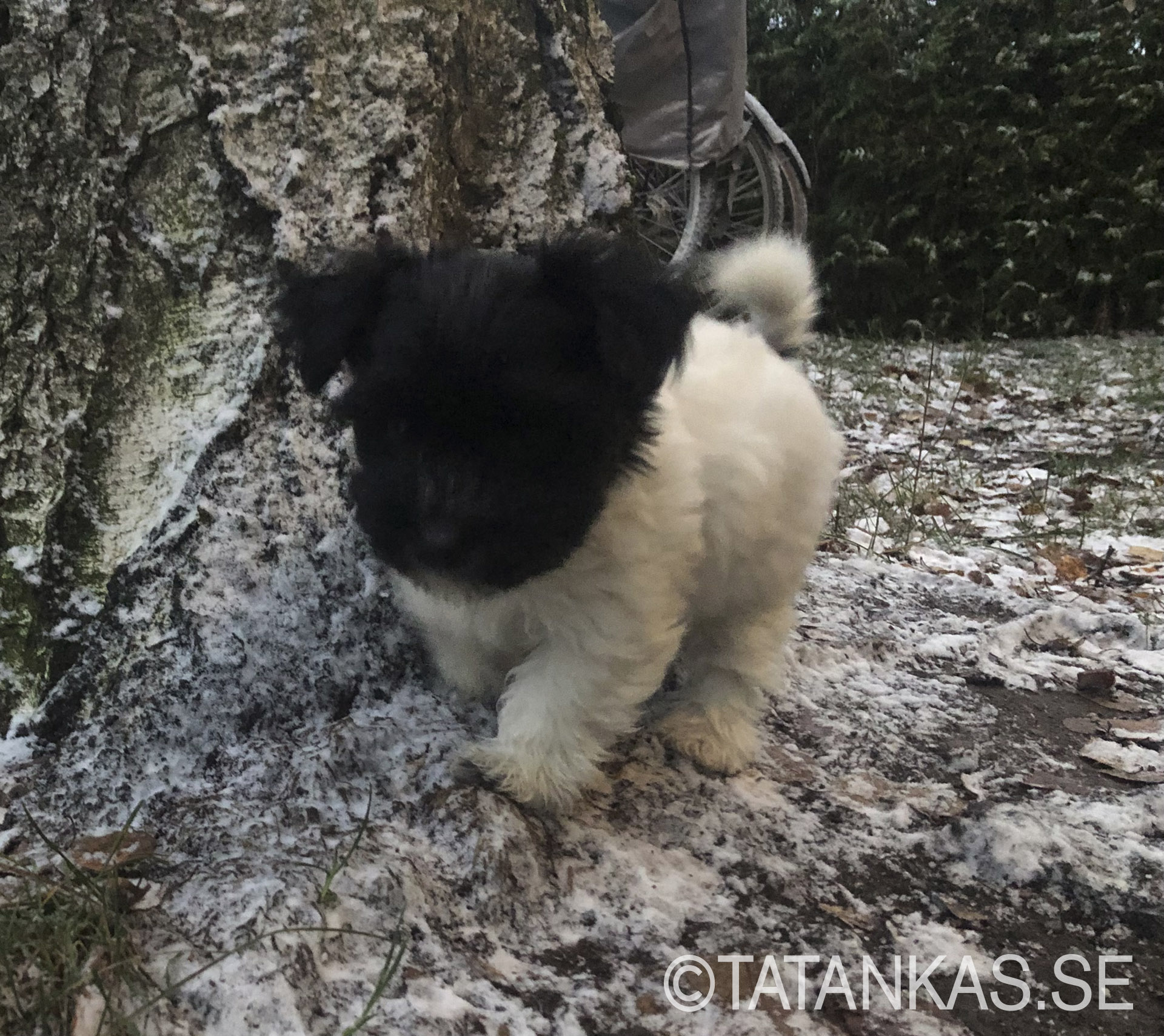 Bichon Havanais puppy 9 weeks