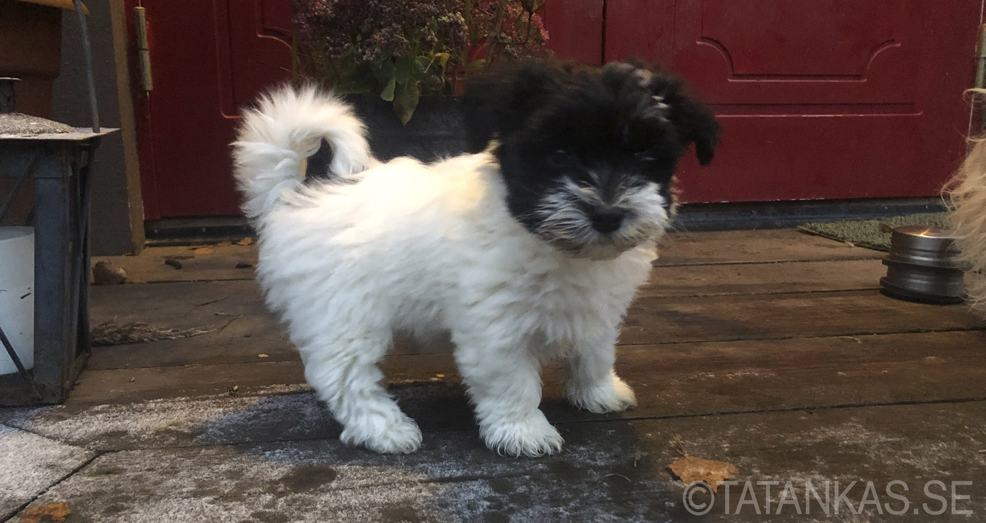 Bichon Havanais puppy 10 weeks