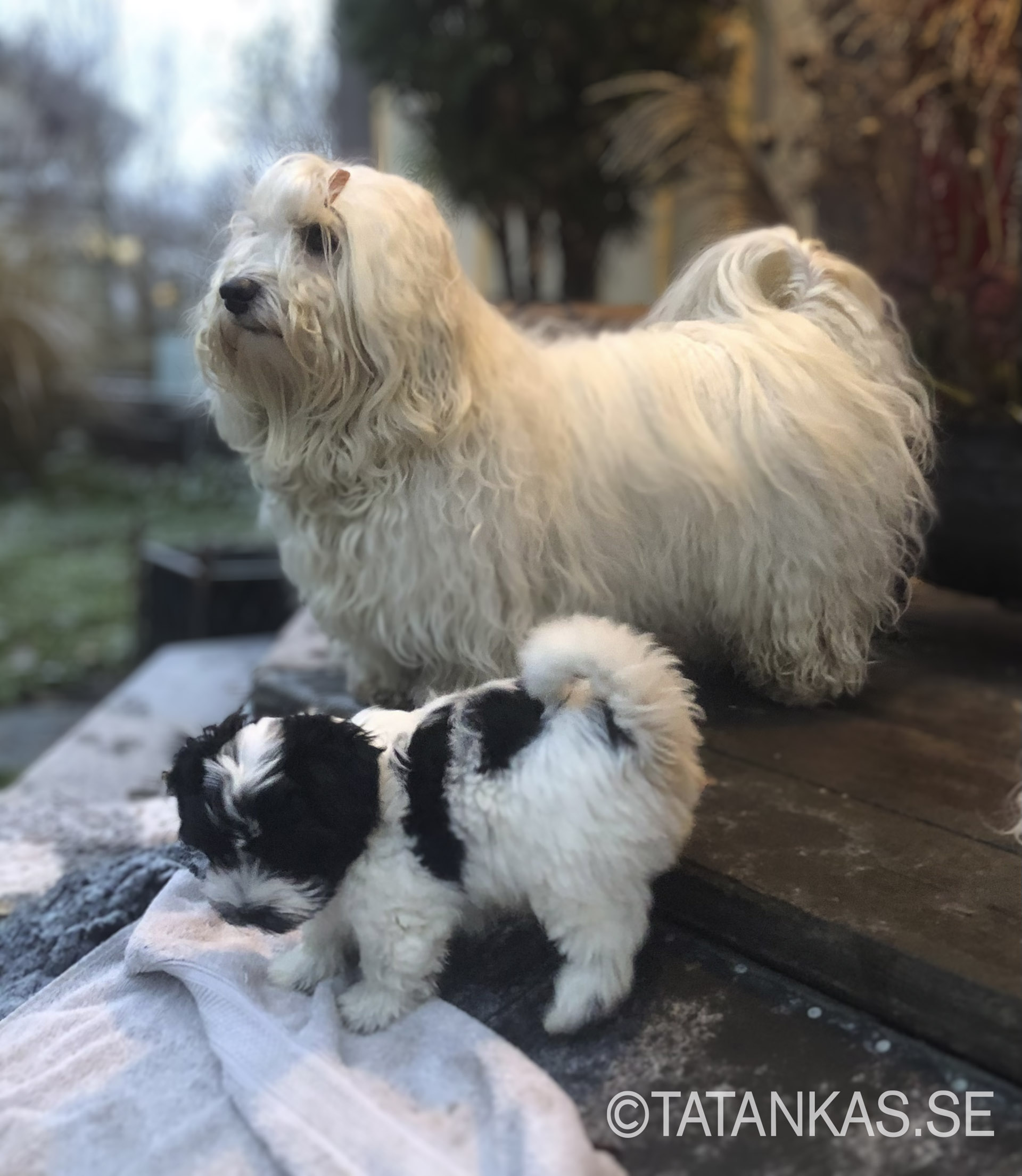 Bichon Havanais puppy and grown up Bichon