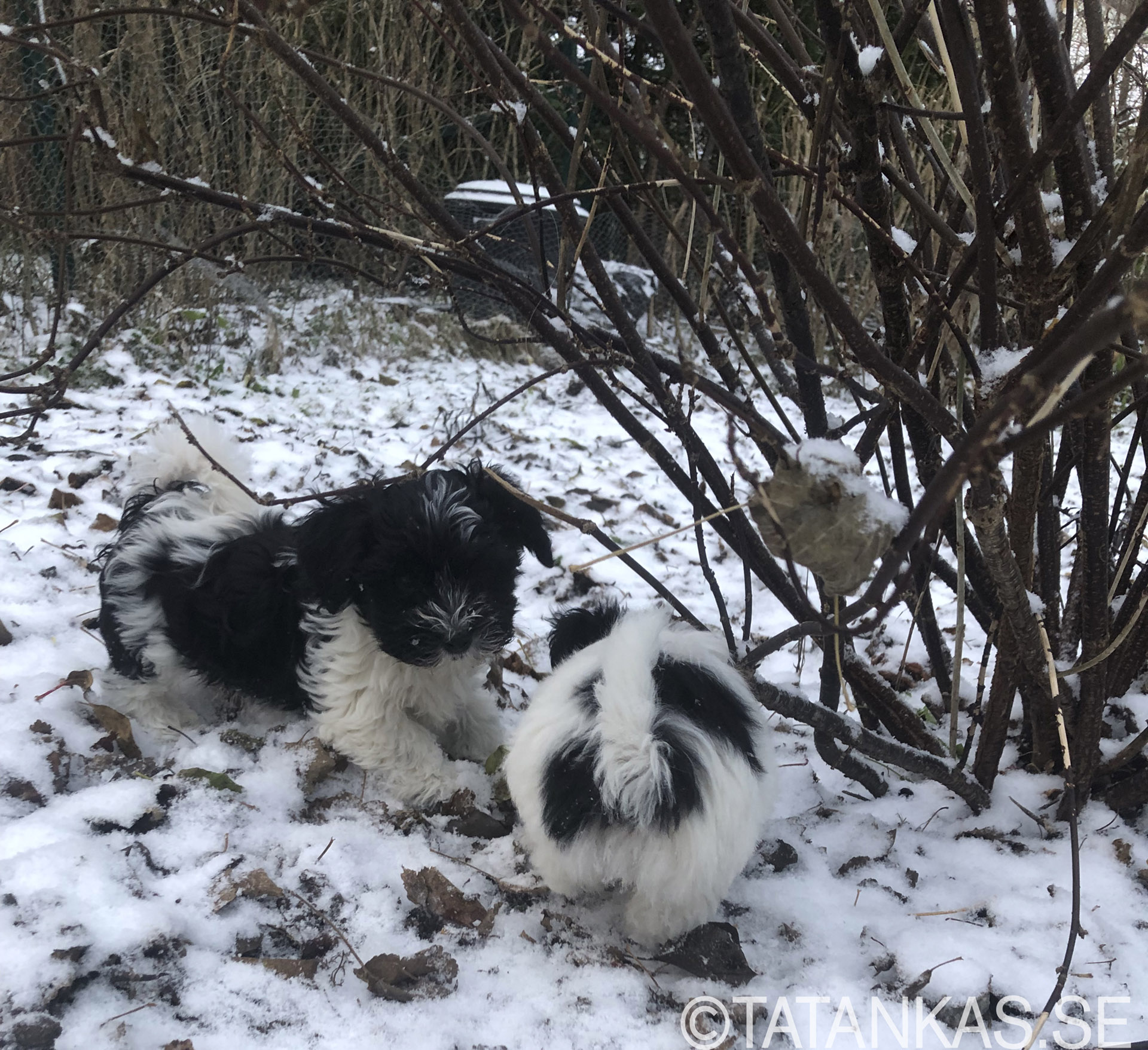 Bichon Havanais puppy 10 weeks playing in the snow