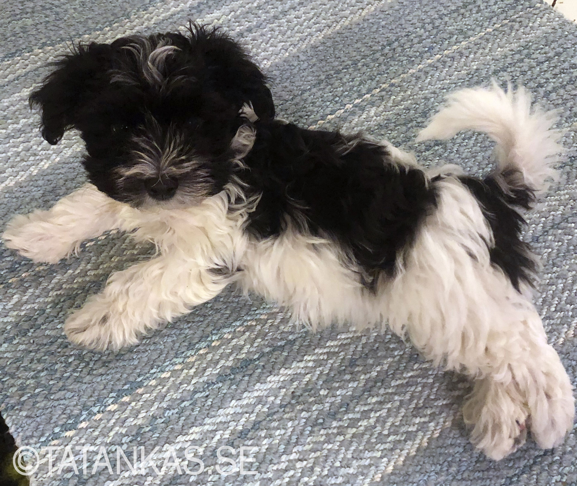 Bichon Havanais puppy 10 weeks