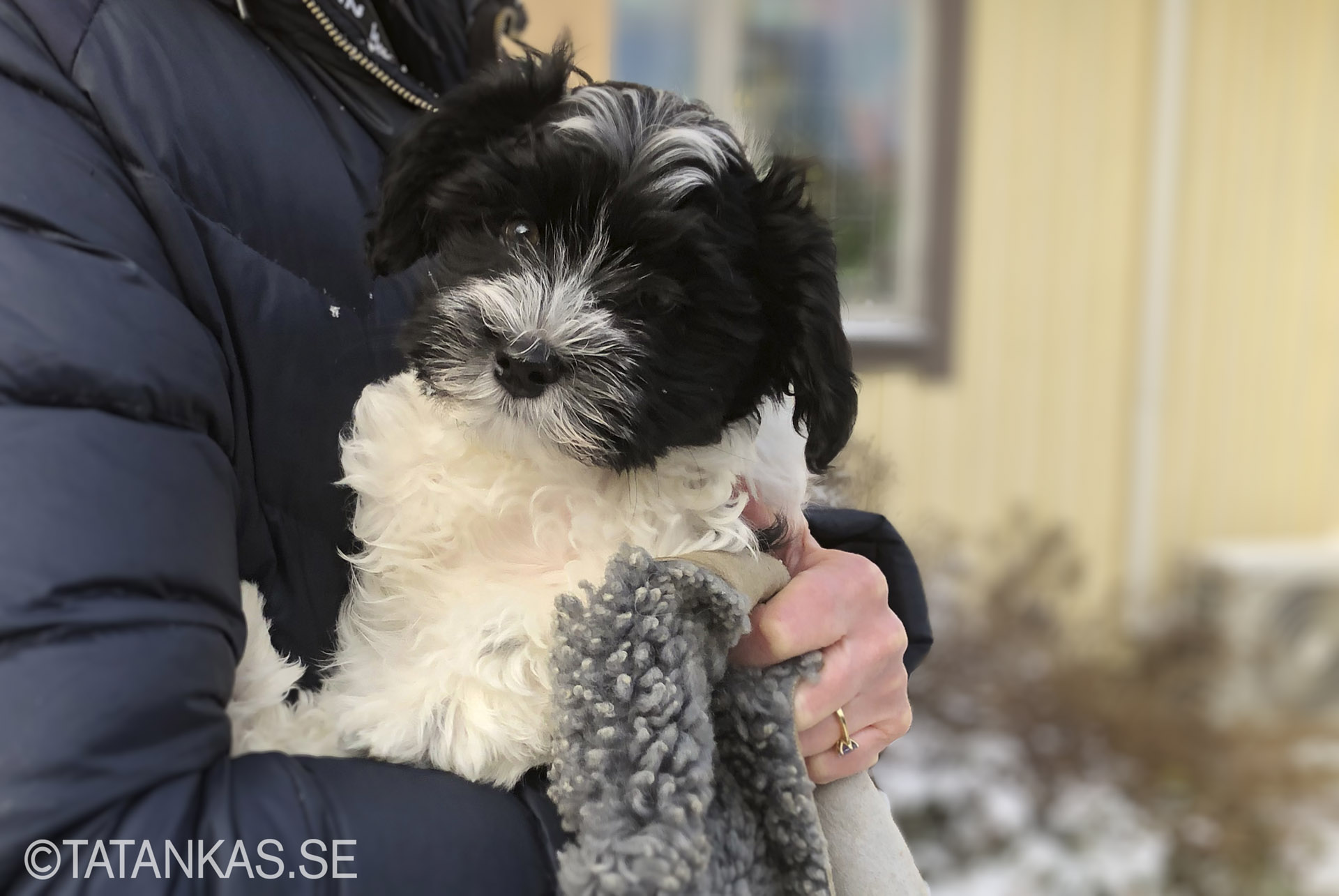 Bichon Havanais puppy 10 weeks