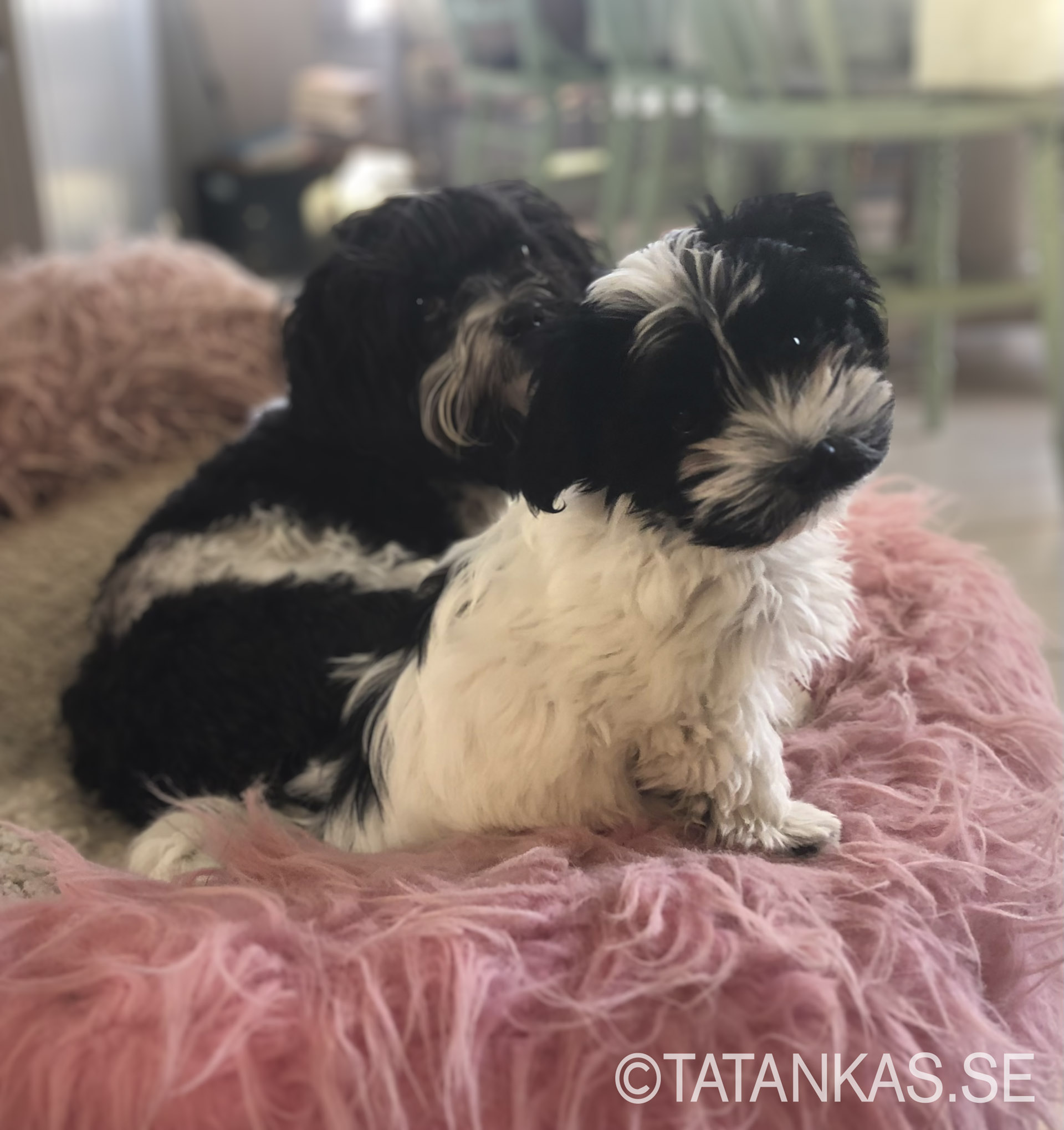 Bichon Havanais puppy 10 weeks