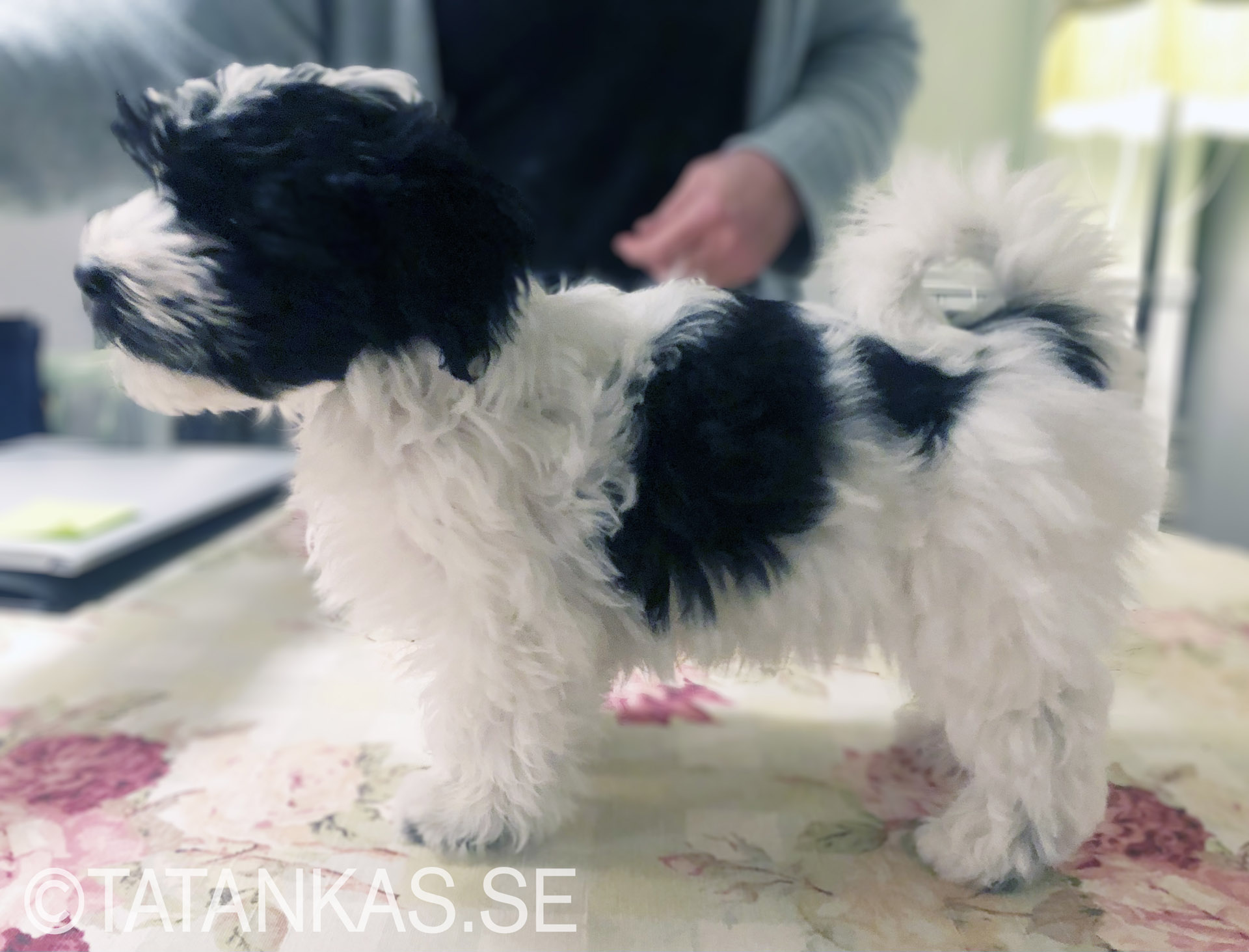 Bichon Havanais puppy 10 weeks