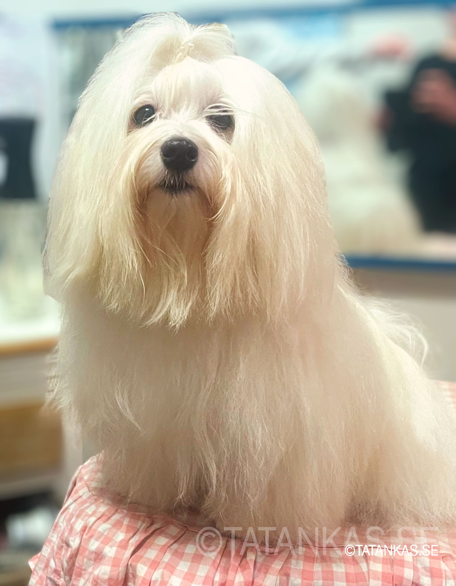 Kela, vit Bichon Havanais framifrån