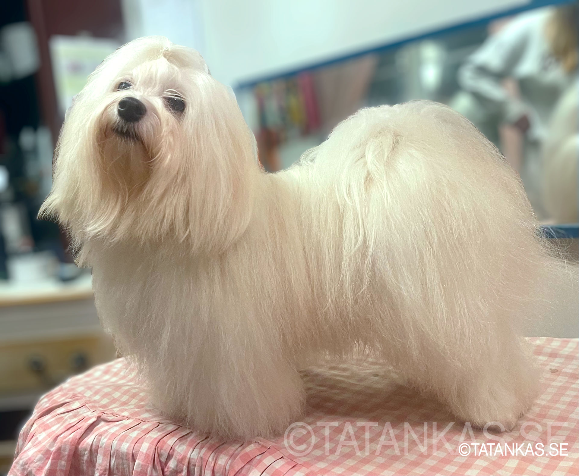 Kela, vår vita Bichon Havanais uppställs från sidan