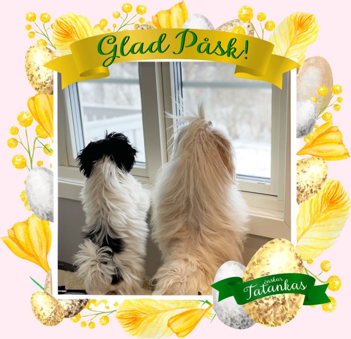 Bichon Havanais väntar på påskharen