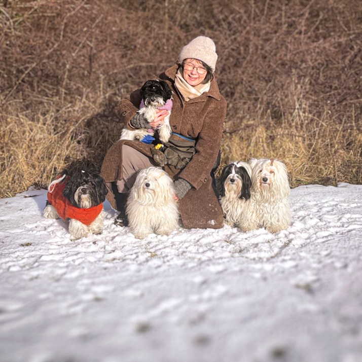 Tatankas kennel Bichon Havanais