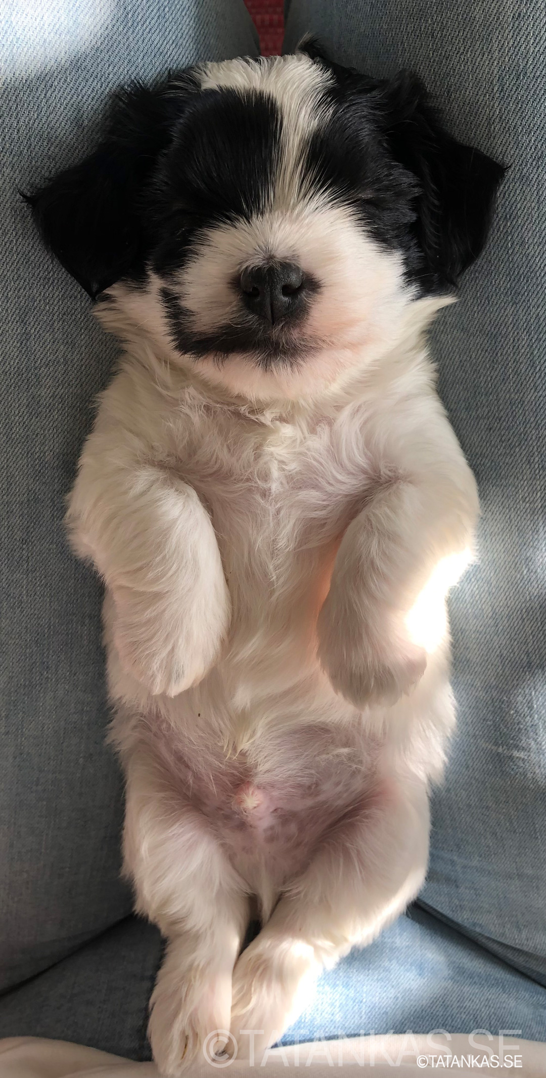 Bichon Havanais puppies 5 weeks