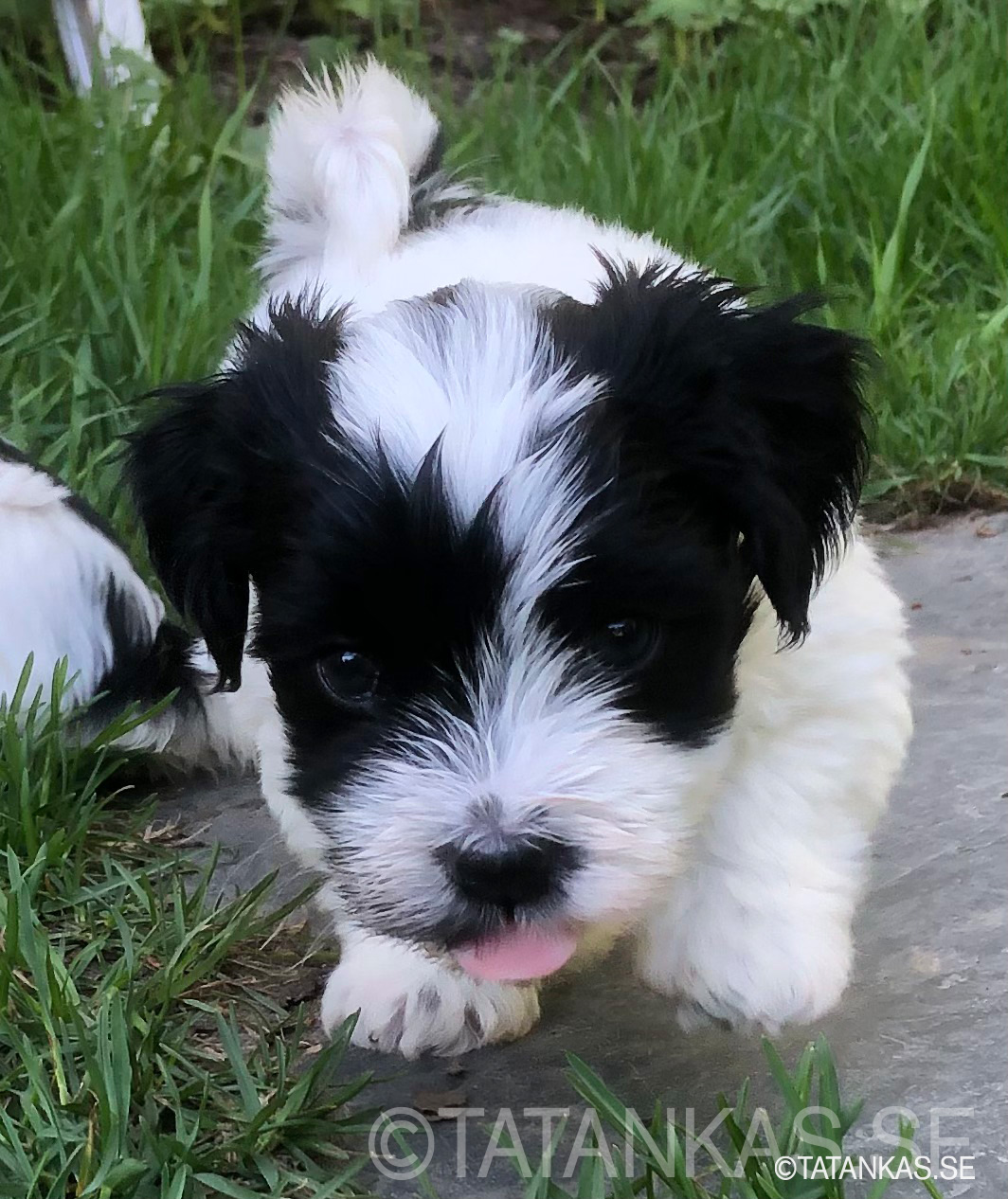 Bichon Havanais puppies 5 weeks