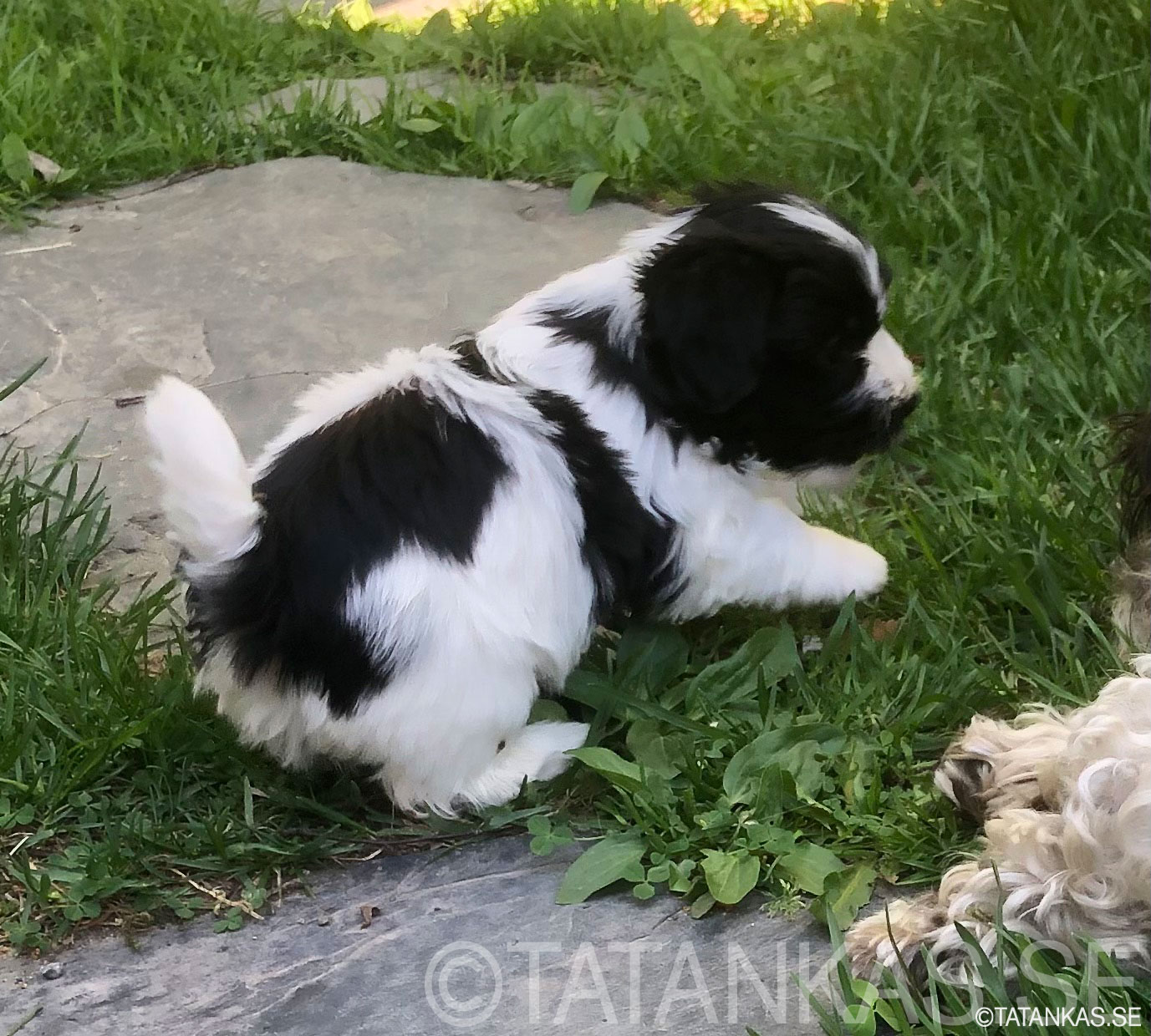 Bichon Havanais puppies 5 weeks