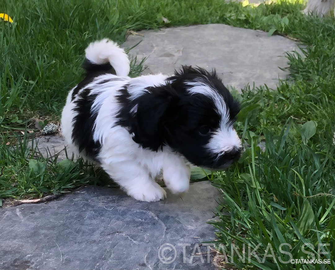 Bichon Havanais puppies 5 weeks