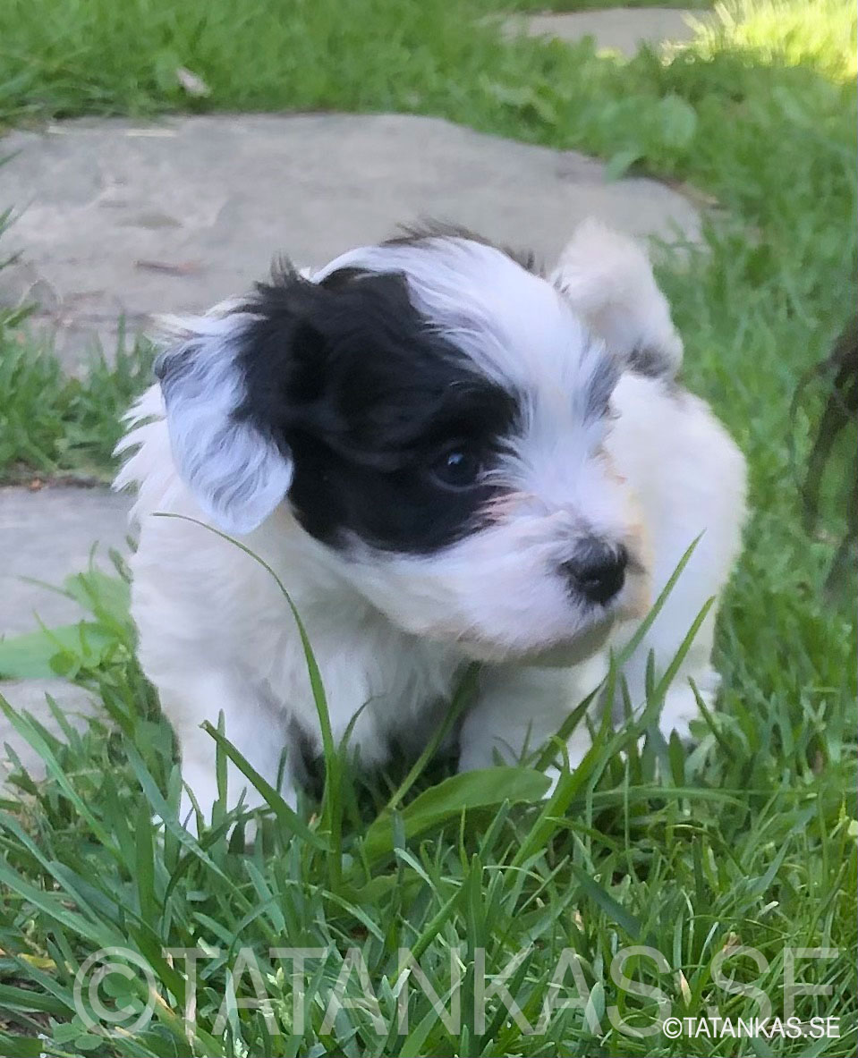 Bichon Havanais puppies 5 weeks
