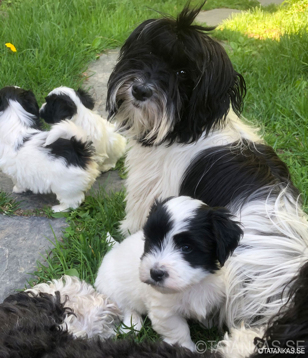 Bichon Havanais puppies 5 weeks