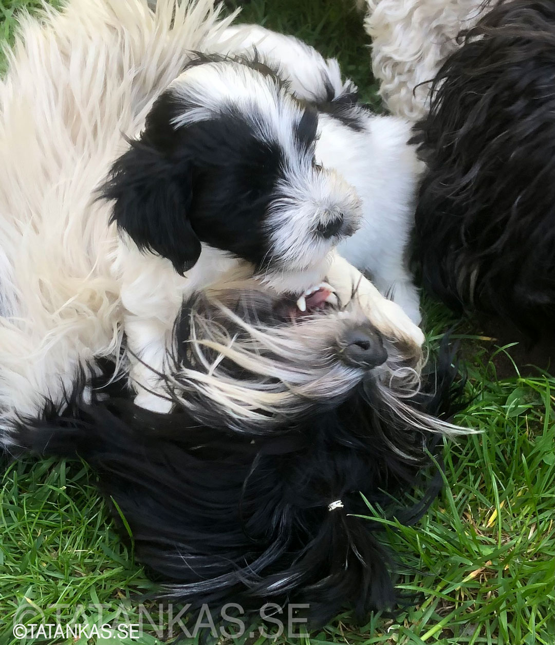Bichon Havanais puppies 5 weeks