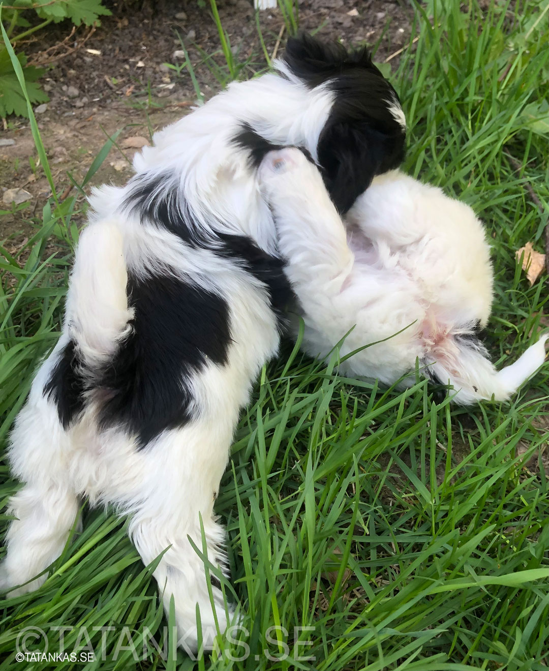 Bichon Havanais puppies 5 weeks