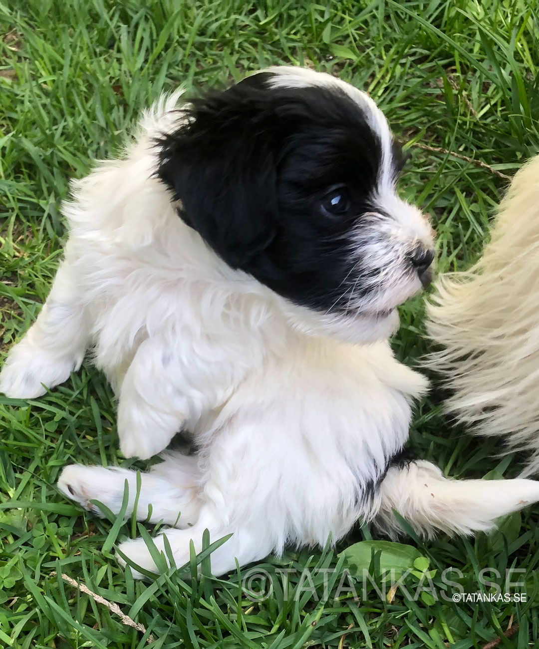 Bichon Havanais puppies 5 weeks