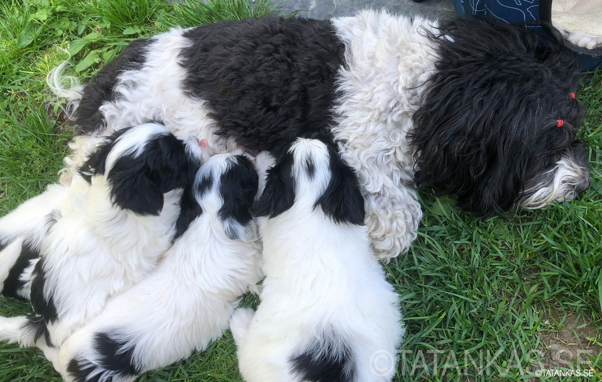 Bichon Havanais puppies 5 weeks
