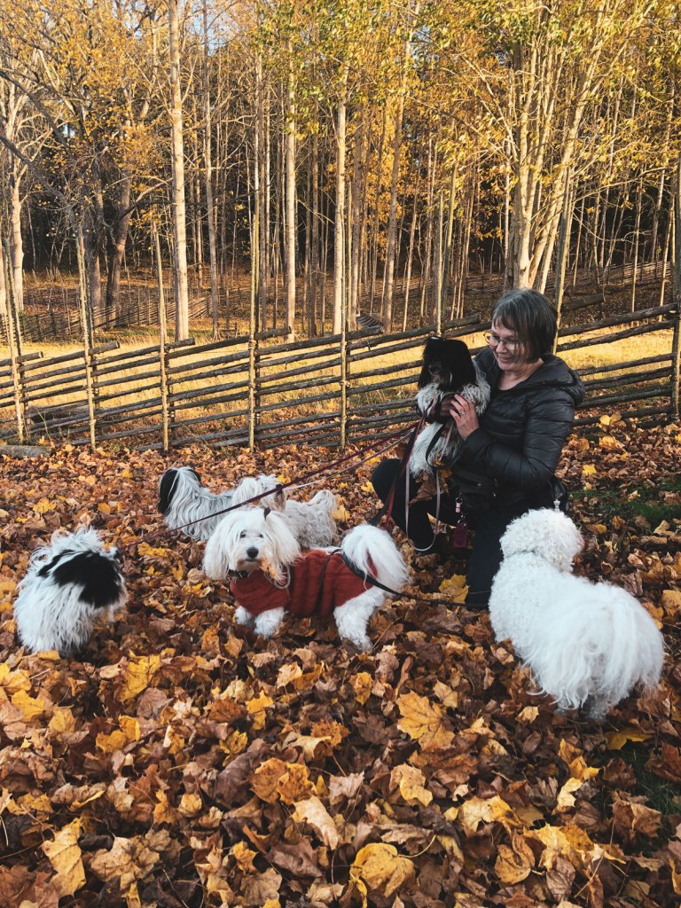 En höstpromenad i gula löv. Fredde myser i sin tröja.