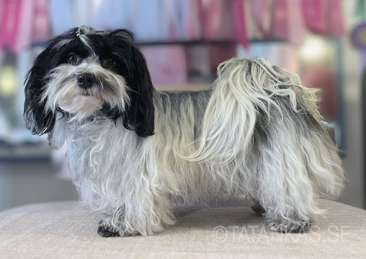 Picture of our Bichon Havanais Mait