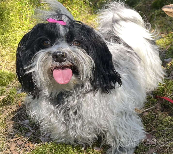 En glad Bichon Havanais i solen