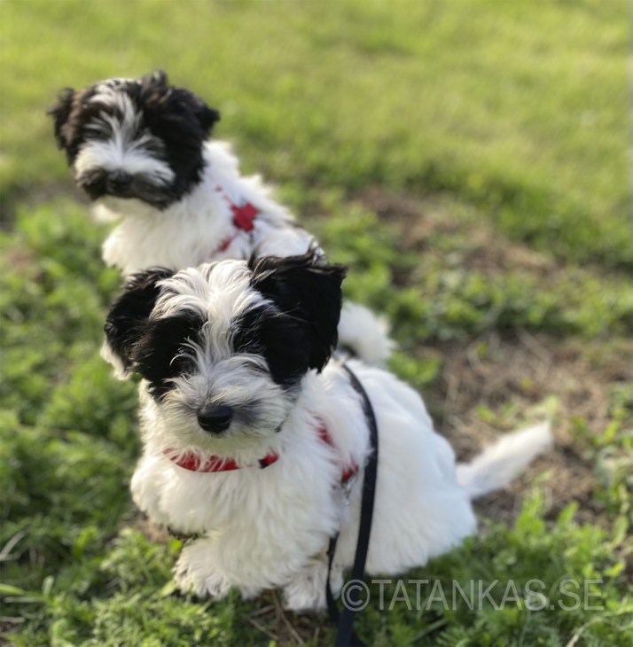 Two Bichon Havanais puppies