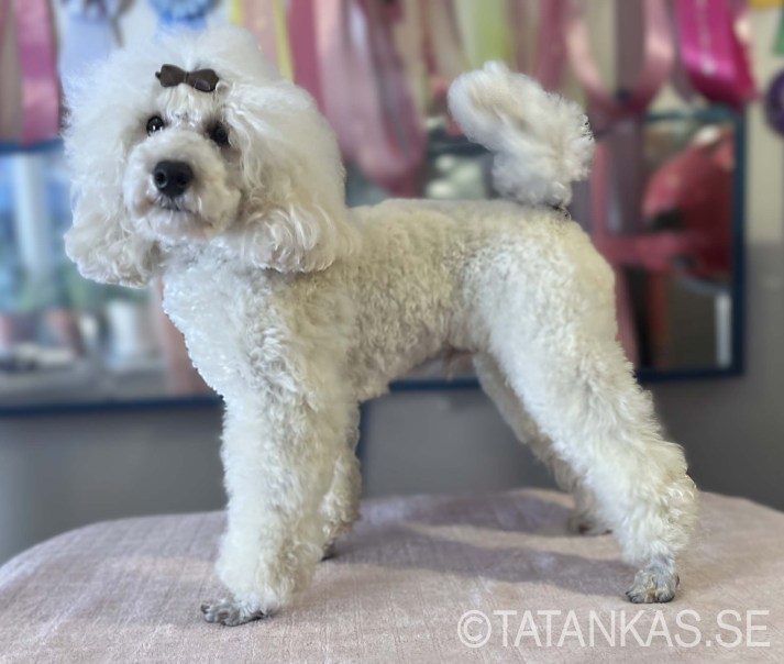 Ollie uppställd på borden