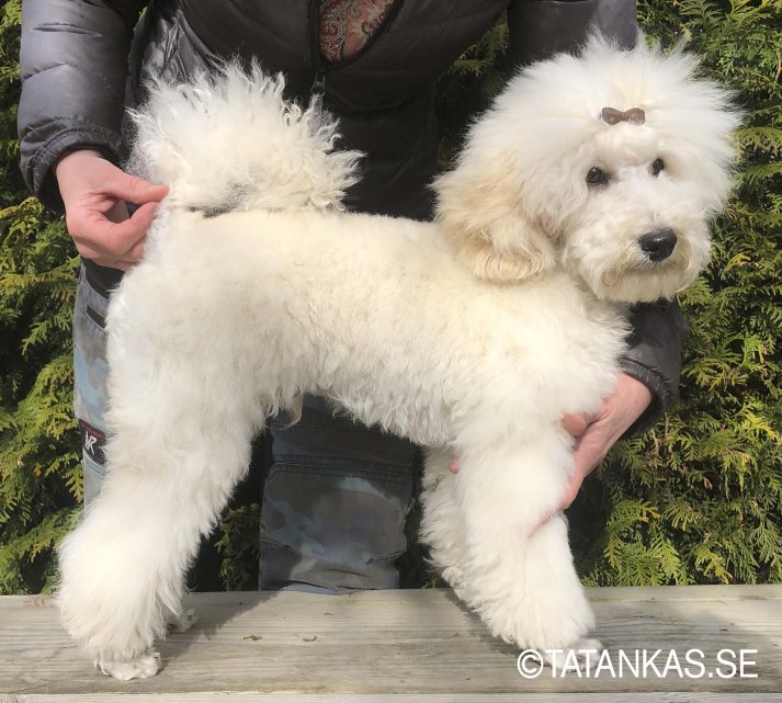 Ollie på en bänk i trädgården
