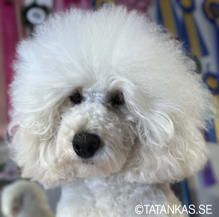 Ollie i fluffig frisyr