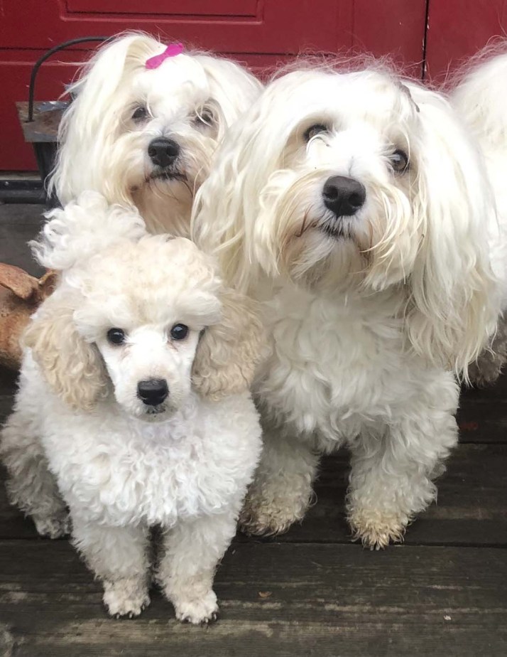 Ollie, Fredde och Scilla i bakgrunden