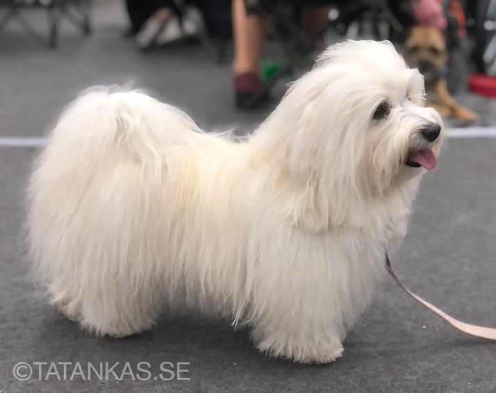 En vit Bichon Havanais med vårdad päls på utställning