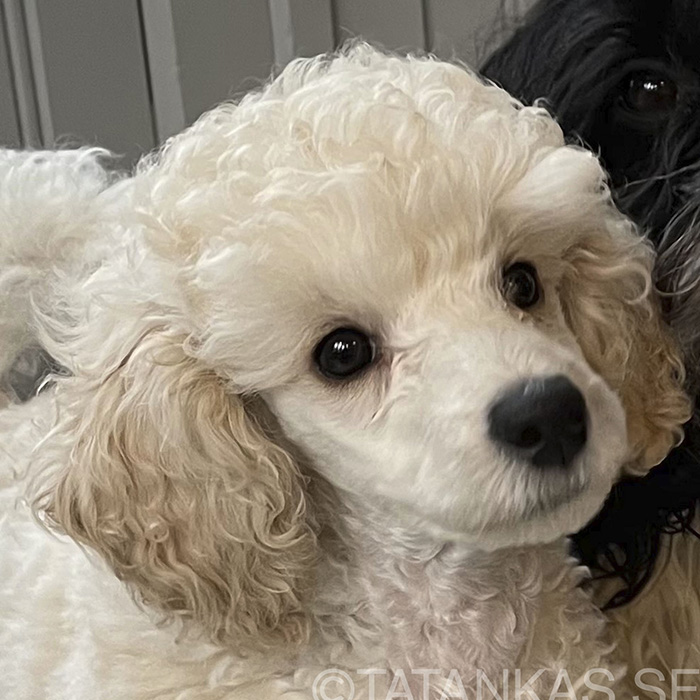 Dvärgpudel valp som tittar upp